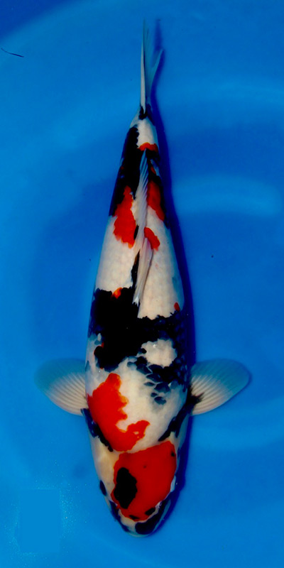 Dainichi Showa Nisai Female 62 cm