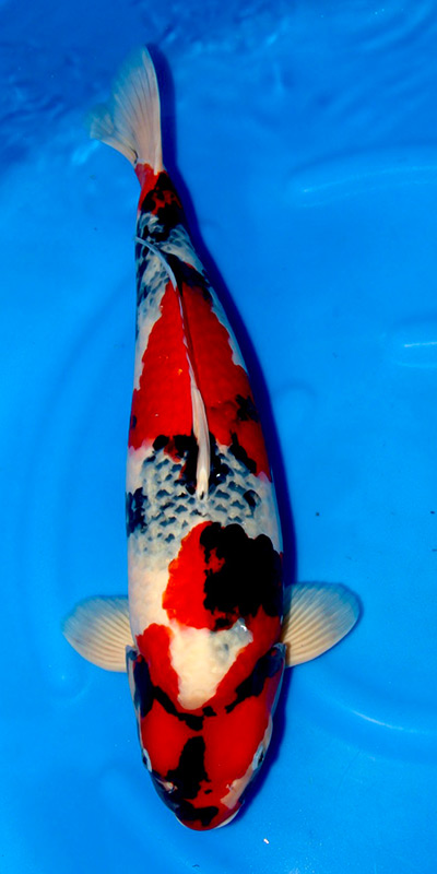 Dainichi Showa Male