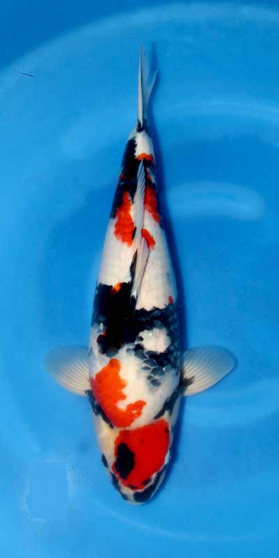 Dainichi Showa Nisai Female 61 cm