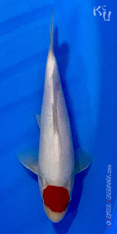 Koicenter Uckermark Sakai Tancho Tosai 30 cm